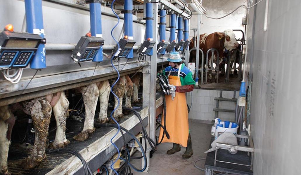 la fattoria di pavia