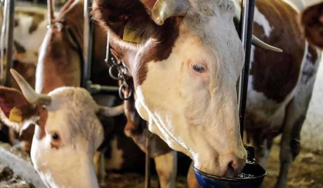 mucche azienda agricola cabas simone