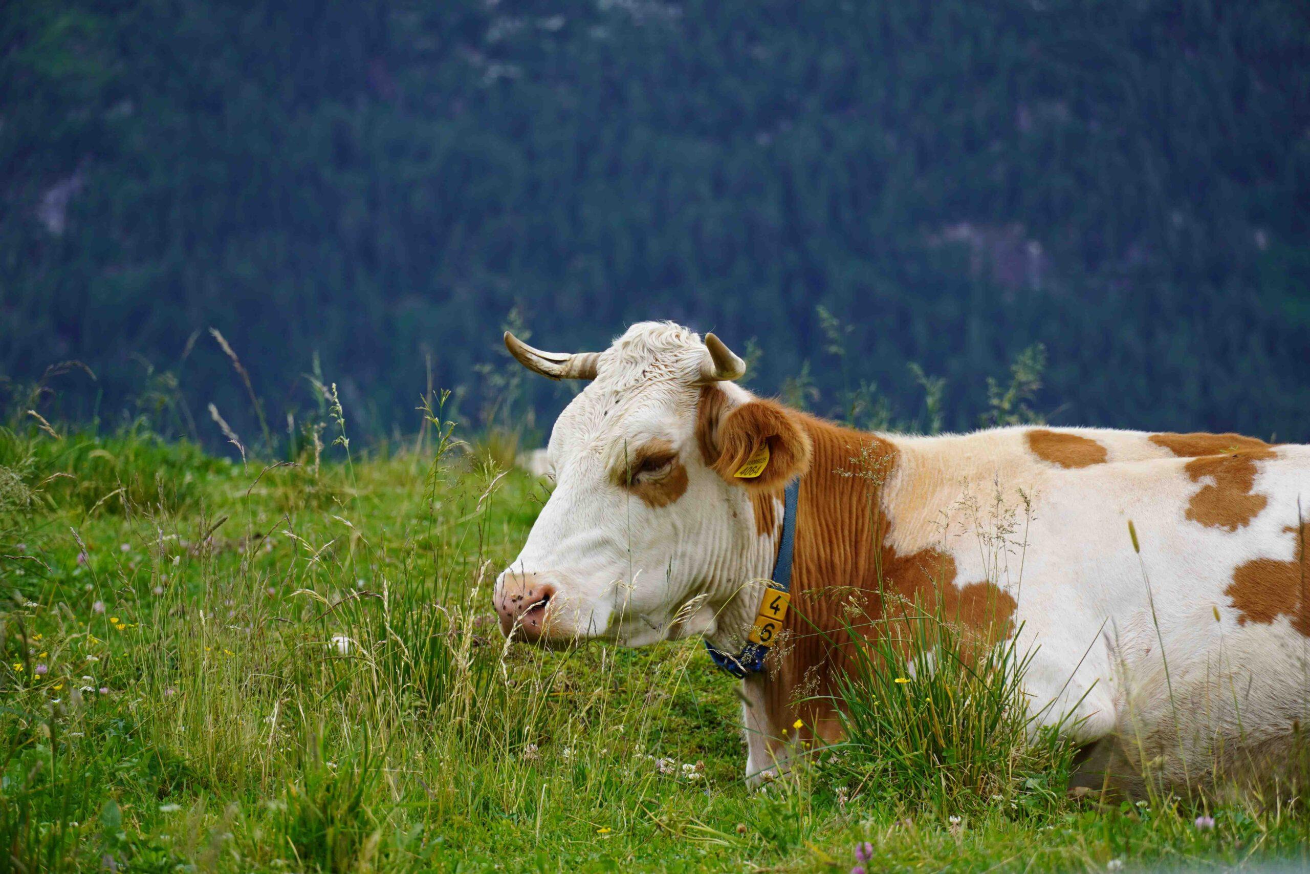 Mucca malgo montasio