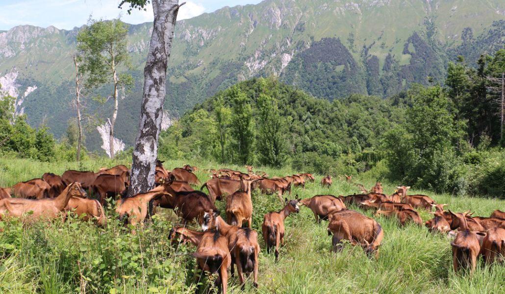 capre montagne azienda agricola zore