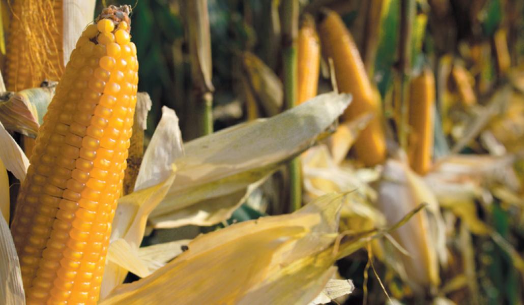 la blave di mortean mais