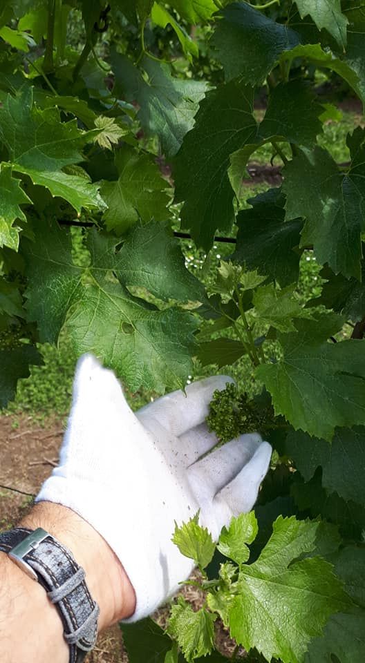 azienda agricola zani elvio di zani claudio