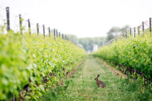 azienda forchir viticoltori in friuli vigne