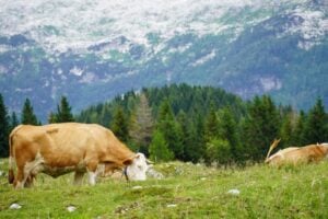 mucche malga montasio