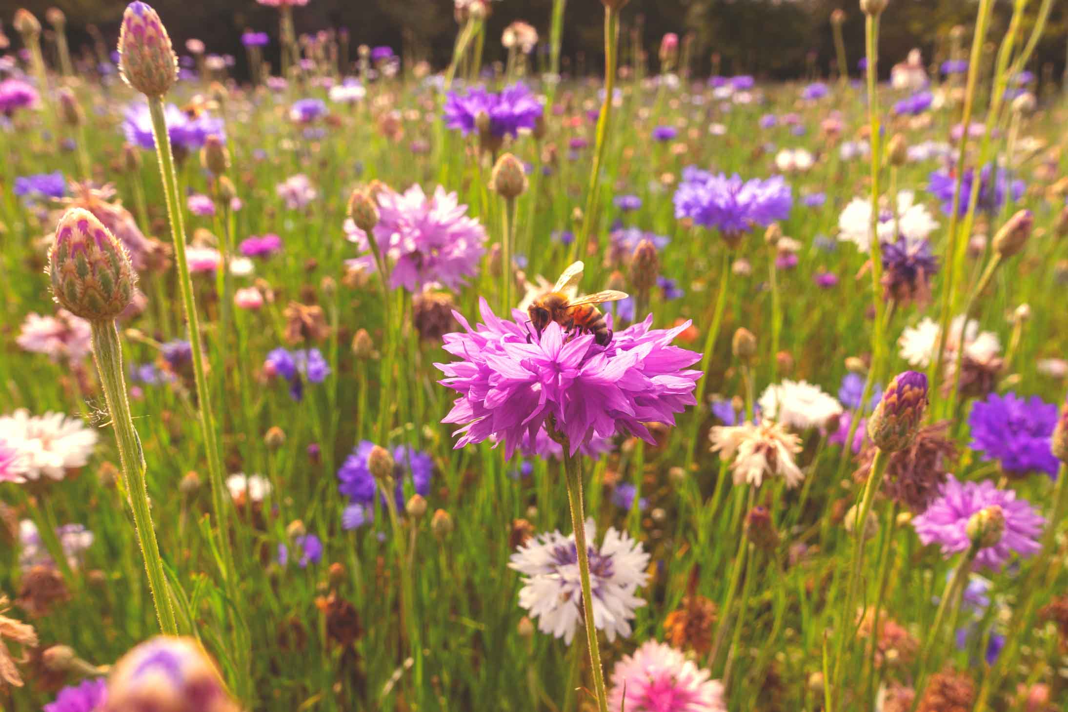 Prato stabile con api e fiori di campo