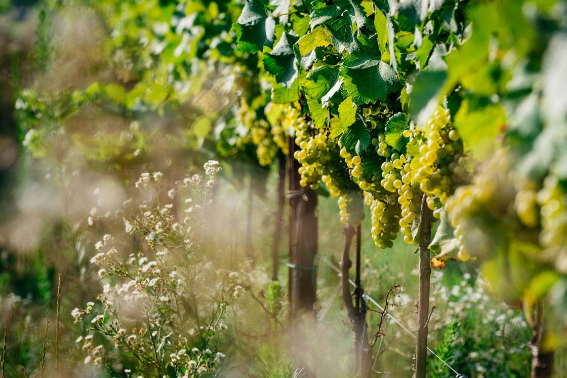 Vigneti Forchir, essenze spontanee tra i filari di viti.