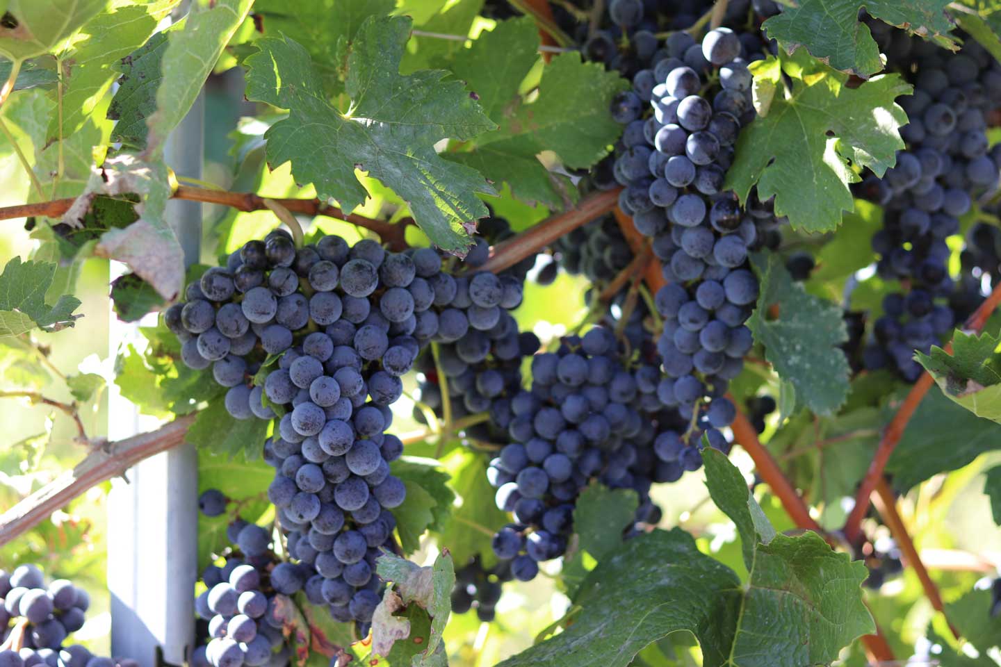 Uve di Cabernet Franc