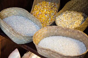 Mais per la preparazione di farine per polenta