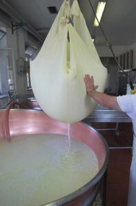 Estrazione della pasta di formaggio, Latteria Borgo Paludo, Fagagna