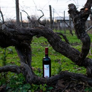 Refosco di Faedis in mezzo ai vigneti