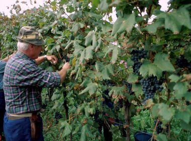 Macor Gianni, raccolta dei grappoli maturi.