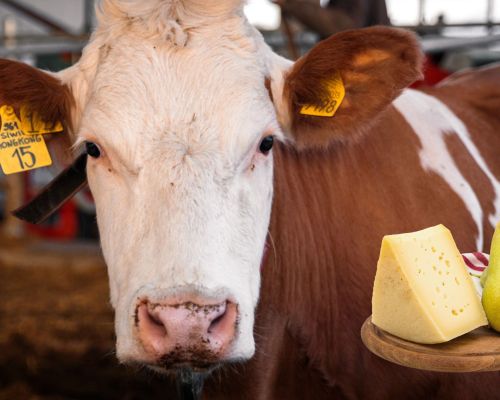 pezzata rossa italiana