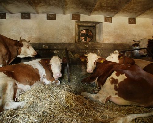 mucche latteria di fagagna borgo paludo