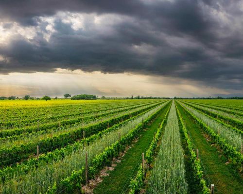 Camino al tagliamento