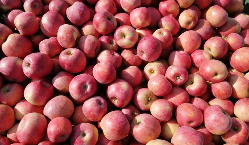 mele fuji malpaga kurt