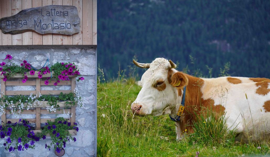 malga montasio malga montasio