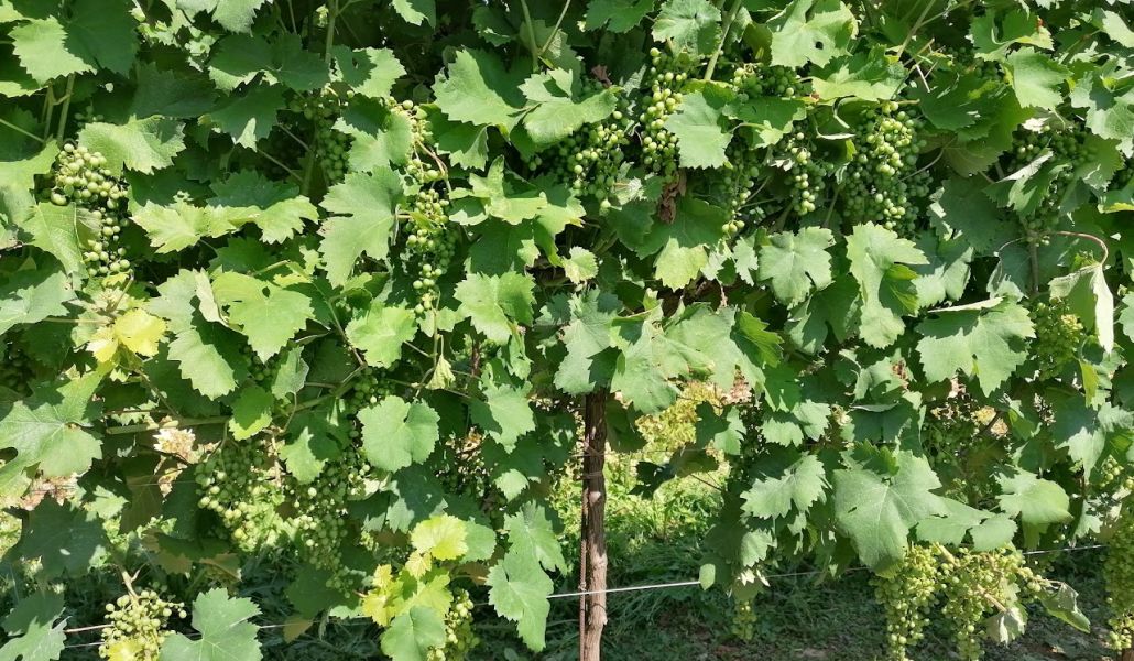 prosecco san carlo vigna