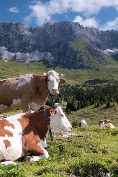 malga montasio alpeggio