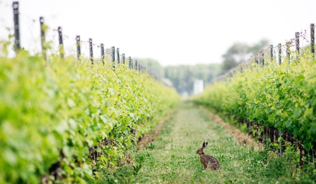 azienda forchir viticoltori in friuli vigne