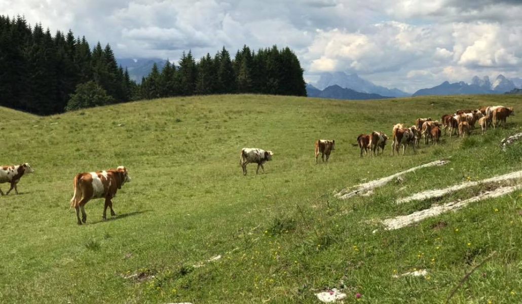 mucche azienda agricola lireste