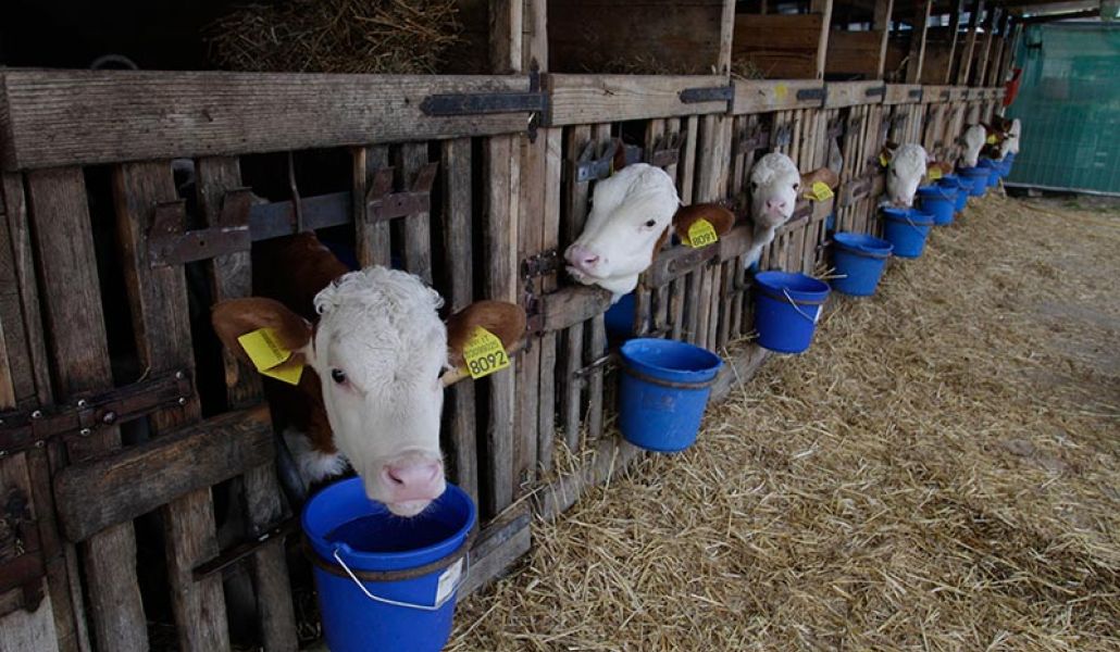 pezzata rossa la fattoria di pavia