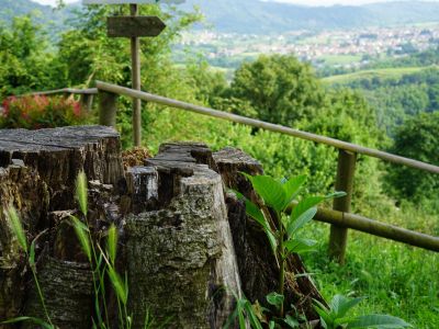 Nimis, patria del ramandolo. Tra vigneti e colline verdi. Nimis, patria del ramandolo. Tra vigneti e colline verdi.