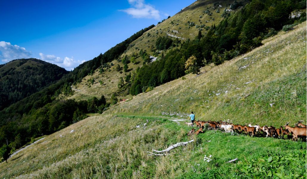 società agricola semplice fratelli pace