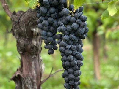 Uve refosco