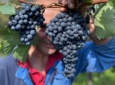 azienda agricola foschiatto