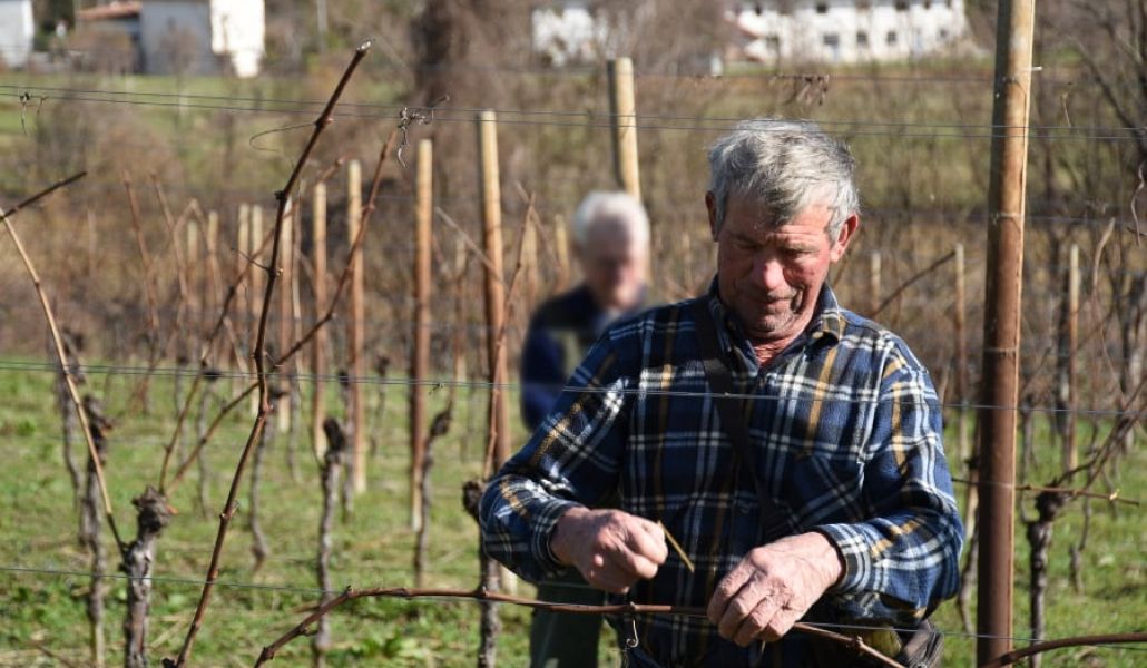 azienda agricola di gaspero flavia e umberto