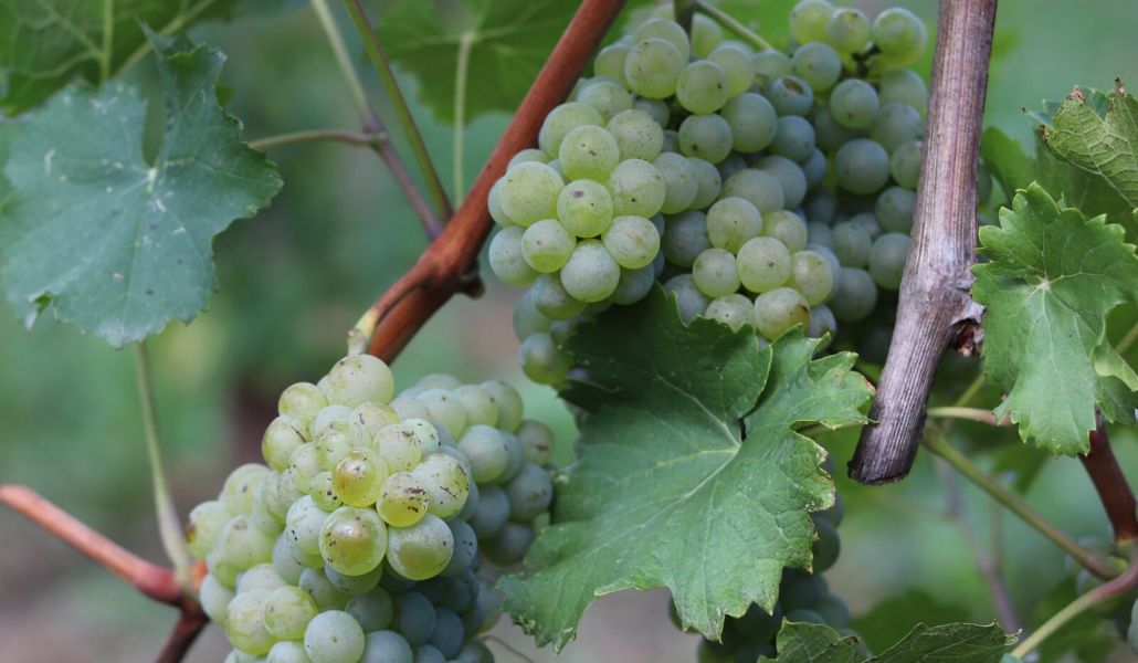 uva azienda agricola foschiatto