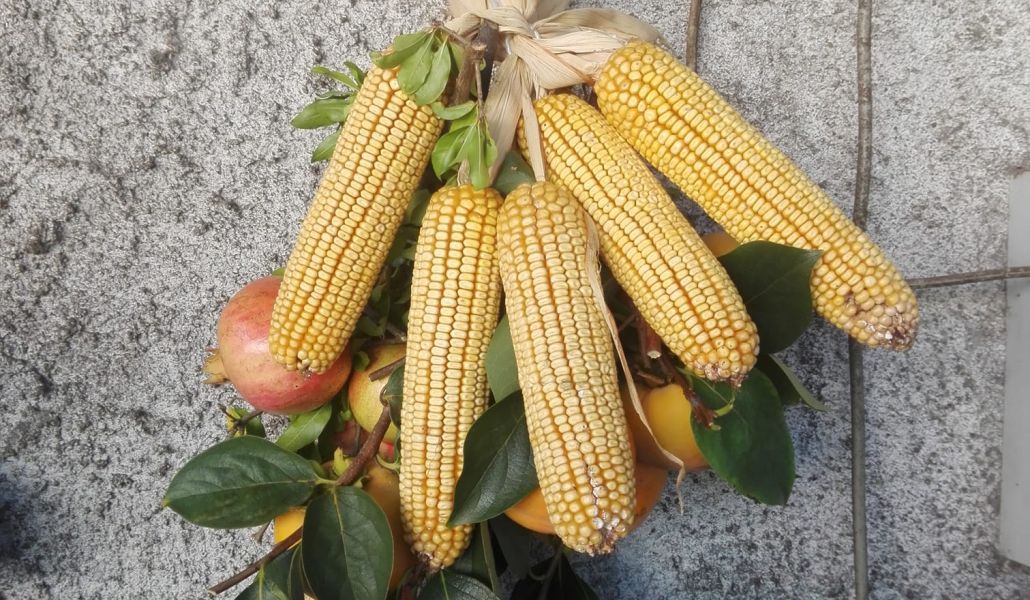 azienda agricola zani elvio di zani claudio azienda agricola zani elvio di zani claudio