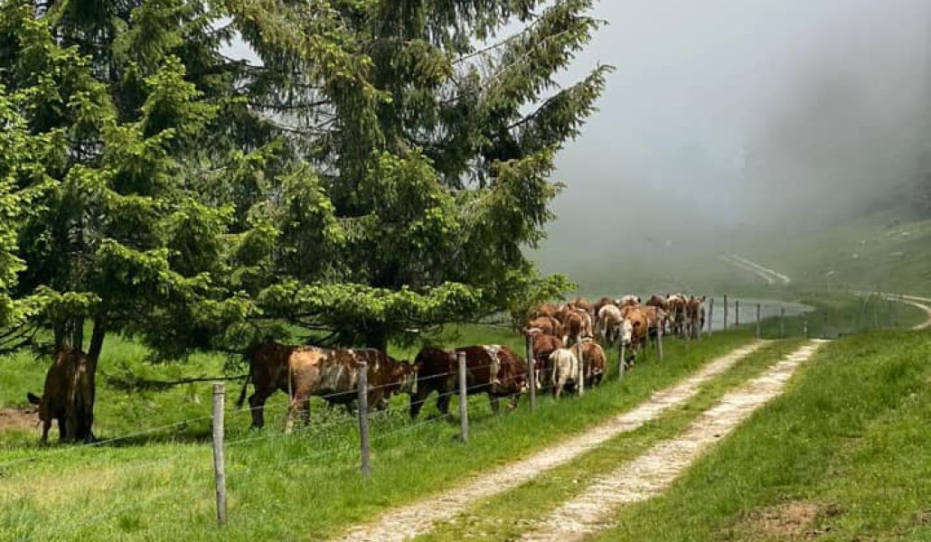 mucche azienda agricola lireste