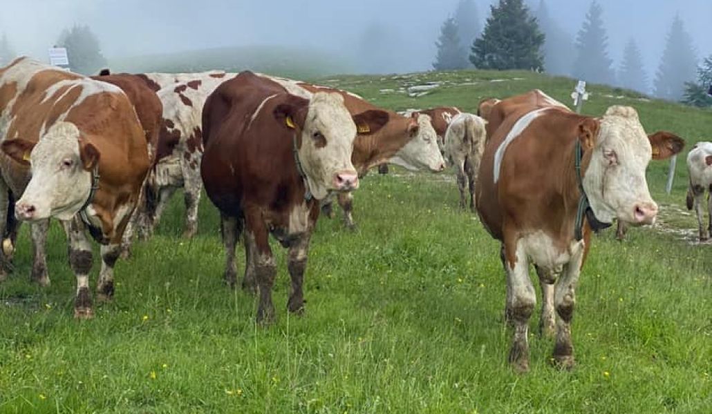 mucche azienda agricola lireste
