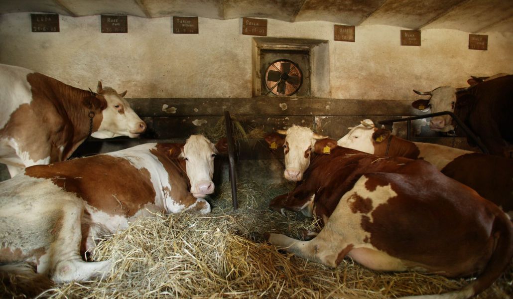 mucche latteria di fagagna borgo paludo