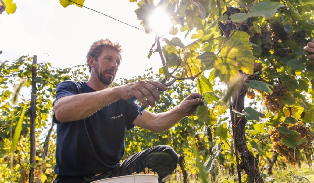 azienda agricola di gaspero flavia e umberto