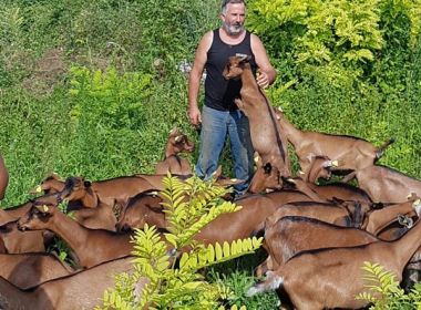 andrea zannier capramica