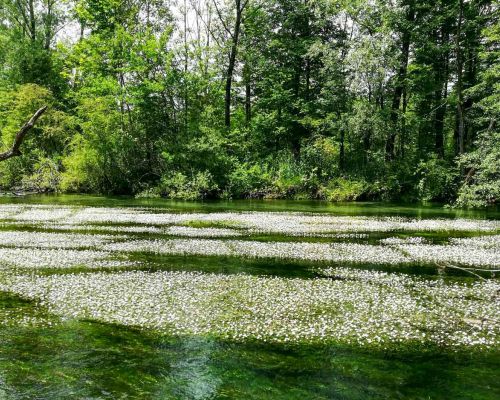 Majano - Risorgive di Bars