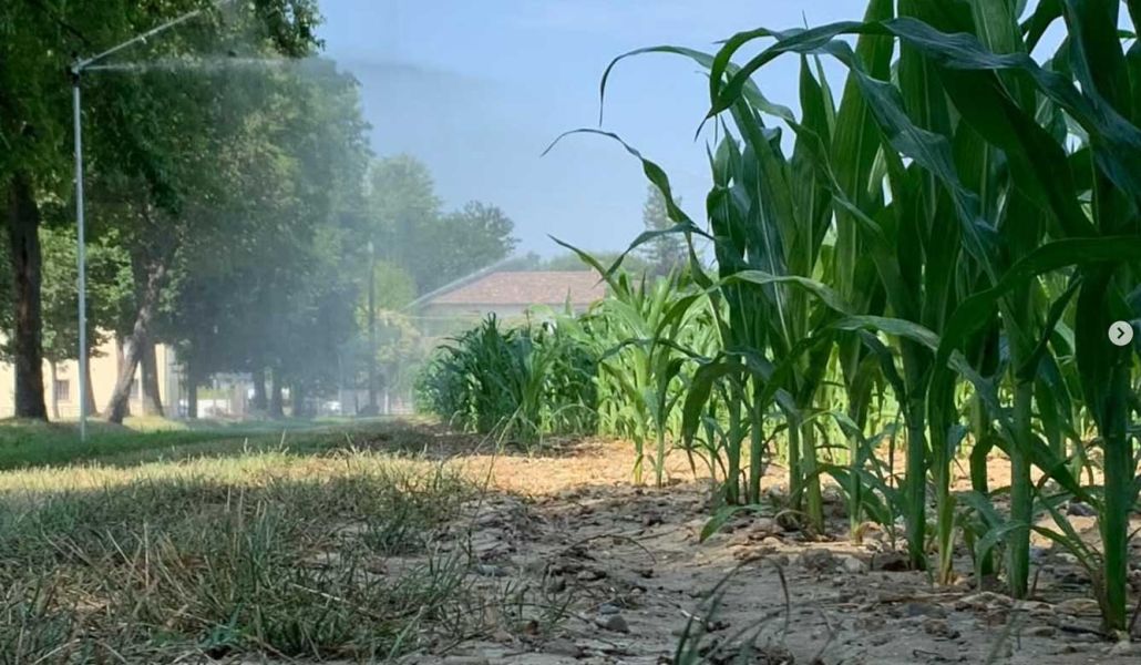 Mais coltivazione azienda tellan