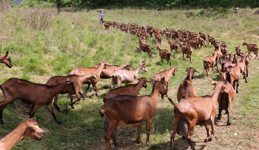 capre montagne azienda agricola zore
