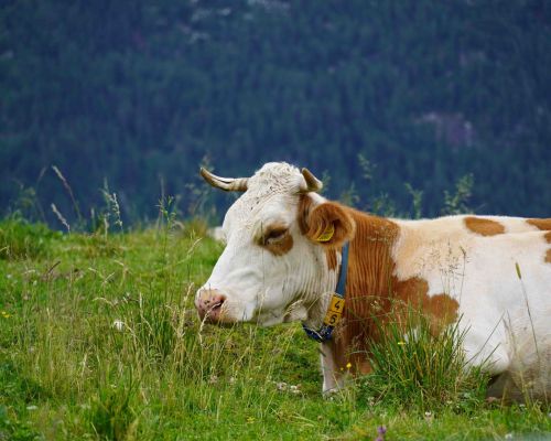 Mucca malgo montasio