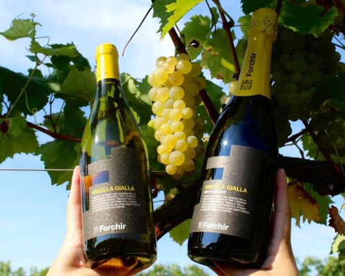 ribolla azienda forchir viticoltori in friuli