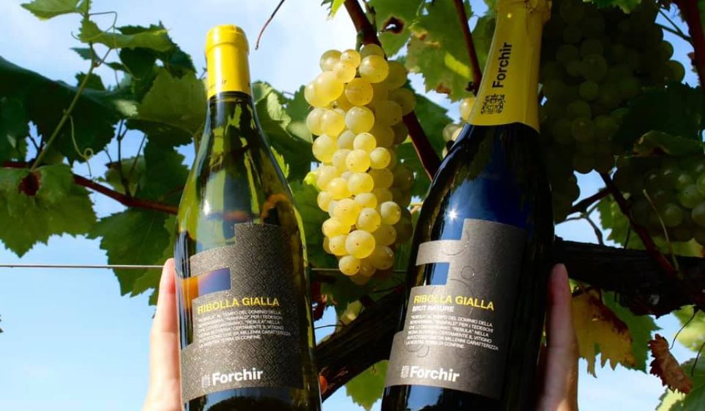 ribolla azienda forchir viticoltori in friuli