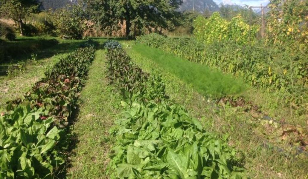 azienda agricola londero