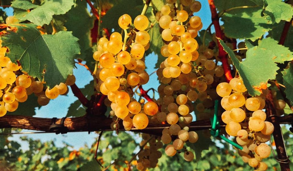 uva azienda forchir viticoltori in friuli