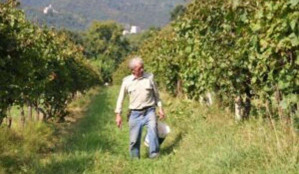 azienda agricola di gaspero flavia e umberto