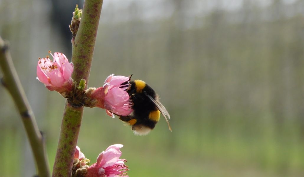 insetto malpaga kurt