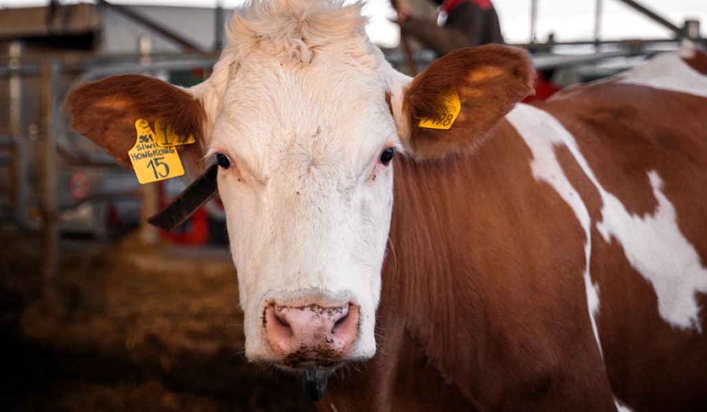 pezzata rossa la fattoria di pavia