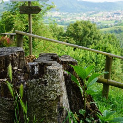 Nimis, patria del ramandolo. Tra vigneti e colline verdi.