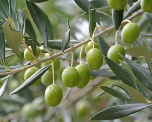 olive olio tergeste dop parovel